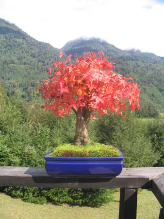 Acer Japónico en hojas de otoño sobre el Bosque